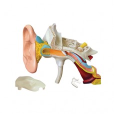 LIFE SIZE HUMAN EAR ANATOMY MODEL